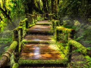 beautiful-rain-forest-ang-ka-nature-trail-doi-inthanon-national-park-thailand-36703721